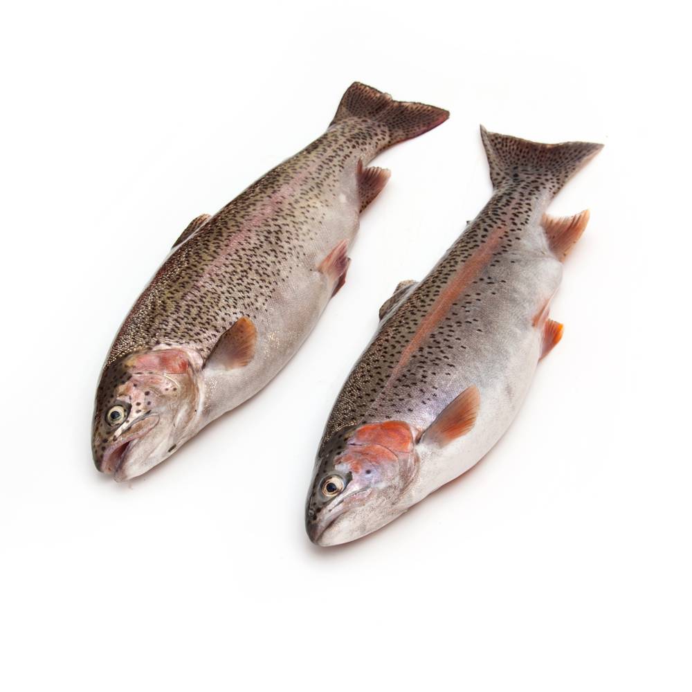 forel-rad